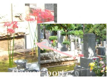 お墓参りで出会いました☆彡  花キューピット タウンブログ｜「フラワーポート」　（東京都中野区の花キューピット加盟店 花屋）のブログ