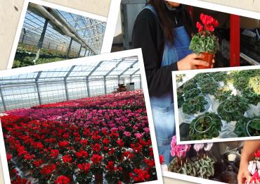 《　産地からの便り　》今回はシクラメンの産地。　茨城県に行ってきましたよ♪｜「フラワーポート」　（東京都中野区の花キューピット加盟店 花屋）のブログ