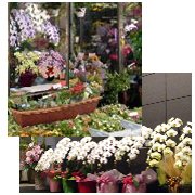 「フラワーポート」　（東京都中野区）の花屋店舗写真2